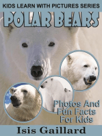 Polar Bears Photos and Fun Facts for Kids