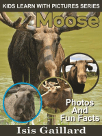Moose Photos and Fun Facts for Kids