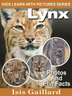 Lynx Photos and Fun Facts for Kids