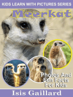 Meerkat Photos and Fun Facts for Kids