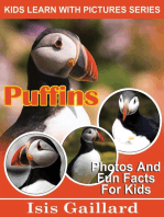 Puffins Photos and Fun Facts for Kids