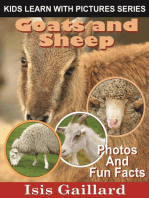 Goats and Sheep Photos and Fun Facts for Kids