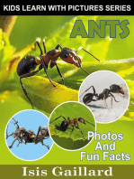 Ants Photos and Fun Facts for Kids