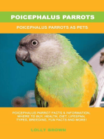 Poicephalus Parrots