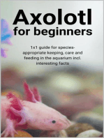 Axolotl for beginners: 1x1 guide for species-appropriate keeping, care and feeding in the aquarium incl. interesting facts