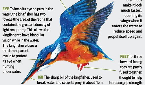 Read Anatomy Of A Kingfisher Online