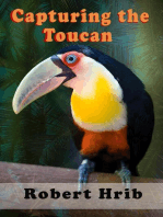 Capturing Toucan