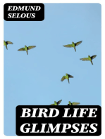 Bird Life Glimpses