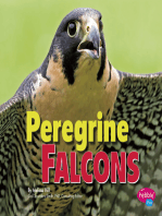 Peregrine Falcons