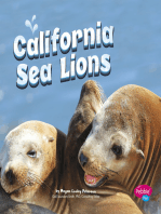 California Sea Lions