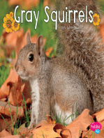 Gray Squirrels