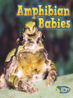 Amphibian Babies