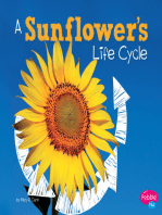 A Sunflower's Life Cycle