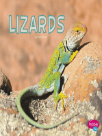 Lizards