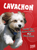 Cavachon: Cavalier King Charles Spaniels Meet Bichon Frises!