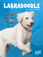 Labradoodle: Labrador Retrievers Meet Poodles!