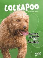 Cockapoo