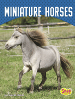 Miniature Horses