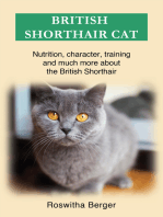 British Shorthair cat: Nutrition, character, training and much more about the British Shorthair