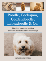 Poodle, Cockapoo, Goldendoodle, Labradoodle & Co.