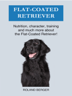 Flat coated Retriever: Nutrition, character, training and much more about the Flat-coated Retriever