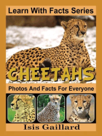 Cheetahs Photos and Facts for Everyone