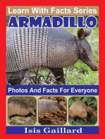 Armadillo Photos and Facts for Everyone