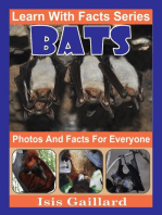 Bats Photos and Facts for Everyone