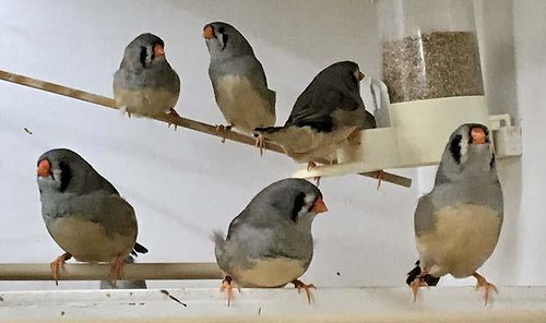 Zebbies And The ‘Why Do They Do It?’ Factor - Cage & Aviary Birds | Everand