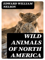 Wild Animals of North America: Intimate Studies of Big and Little Creatures of the Mammal Kingdom