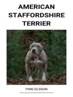 American Staffordshire Terrier