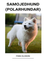 Samojedhund (Polarhundar)