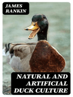 Natural and Artificial Duck Culture