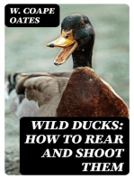 Wild Ducks