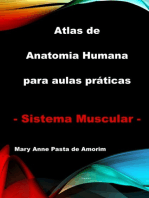 Atlas De Anatomia Humana Para Aulas Práticas - Sistema Muscular