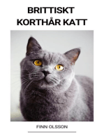 Brittiskt Korthår Katt