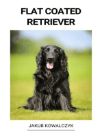 Flat Coated Retriever