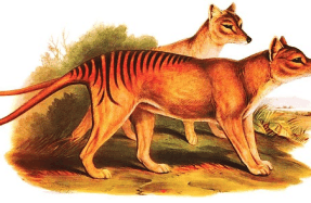 Tasmanian tiger: The plan to bring 'a dingo with a pouch' back from  extinction : NPR