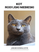 Kot Rosyjski Niebieski