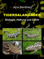 Tigersalamander: Biologie, Haltung und Zucht