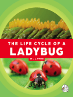 The Life Cycle of a Ladybug