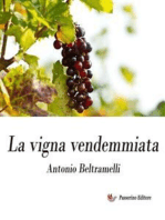 La vigna vendemmiata