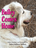 Bailey Comes Home