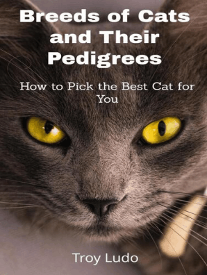 An in depth look at siamese cats