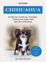 Chihuahua: Ernährung, Erziehung, Charakter, Training und vieles mehr über den Chihuahua