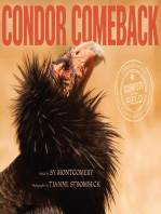 Condor Comeback