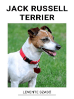 Jack Russell Terrier