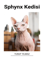 Sphynx Kedisi