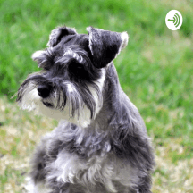 Perro Schnauzer