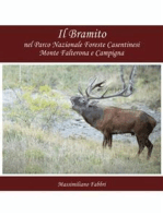 Il Bramito nel Parco Nazionale Foreste Casentinesi Monte Falterona e Campigna